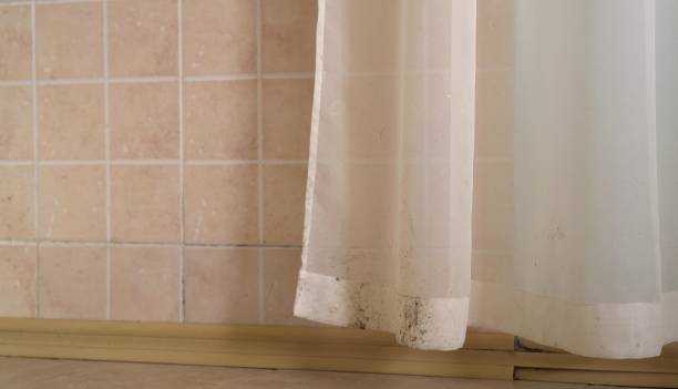 Best Mold-Related Health Consultation  in Meadowbrook, AL