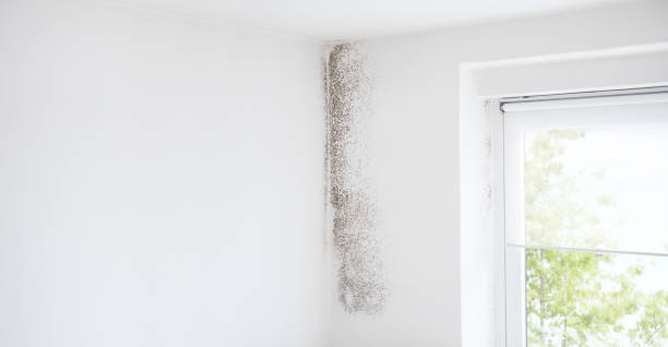 Trusted Meadowbrook, AL Mold Removal Experts