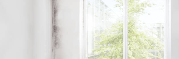 Best Comprehensive Air Testing for Mold Contaminants  in Meadowbrook, AL