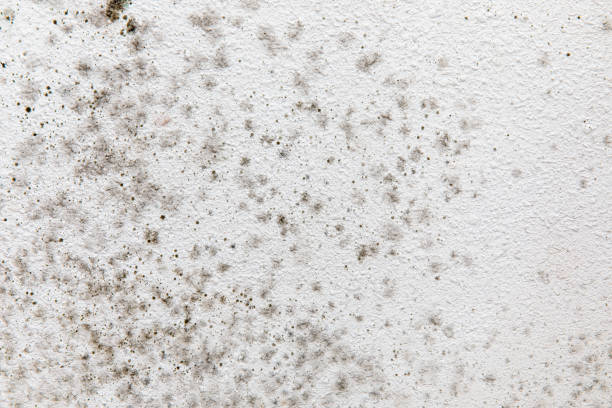 Best Airborne Mold Testing  in Meadowbrook, AL
